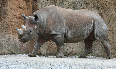 Povestea rinocerului