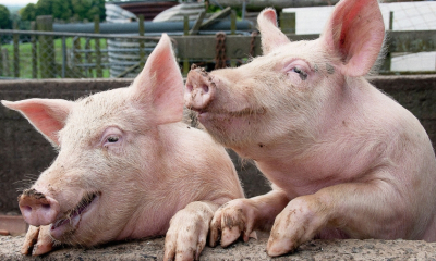 Crescătorii de animale care vor tăia porci vor trebui să facă și examenul trichineloscopic