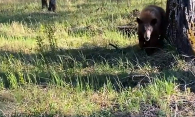  Nemțean atacat de un urs în timp ce culegea ciuperci