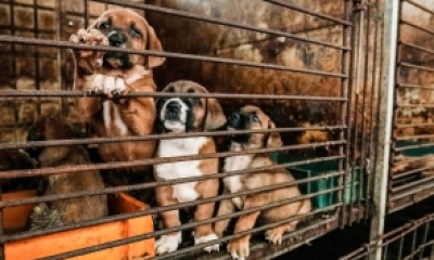 Coreea de Sud renunță la o tradiție veche - Se va interzice consumul cărnii de câine