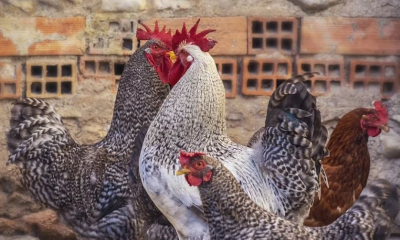 Măsuri de combatere a gripei aviare