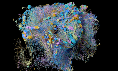 Cea mai detaliată hartă 3D a creierului a fost publicată de Google