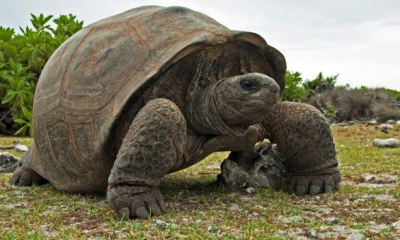Descoperire RARĂ în Galapagos. Țestoasă GIGANT înrudită cu ''Singuraticul George'' - foto