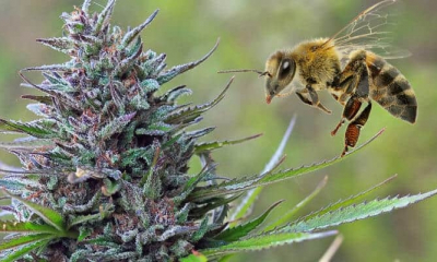Relația ciudată dintre cannabis și albine ar putea salva planeta: îți schimbă părerea despre marijuana