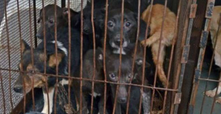 Nemțean amendat cu 3.000 de lei după ce a abandonat un câine într-un sac de rafie la marginea drumului