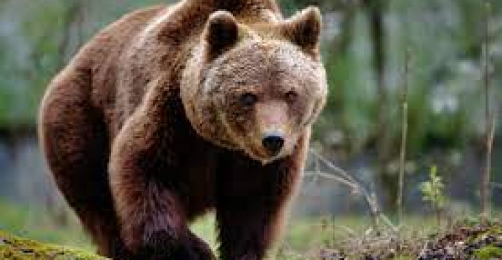 Un urs a ucis o oaie într-o gospodărie din Neamț