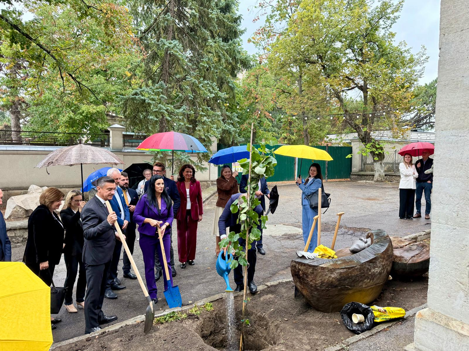 FOTO -- Un vlăstar din Teiul lui Mihai Eminescu a fost plantat la Chișinău