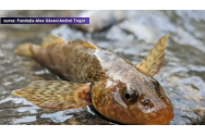  Dat dispărut, cel mai vechi pește din Europa a reapărut în România. Cum arată aspretele