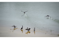 Imagini spectaculoase la Stânca Costești: Cormorani uscându-și aripile sub soarele arzător