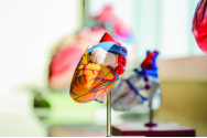 Tot Ce Ar Trebui Să Știi Despre Cardiomiopatie