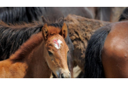 Un tehnician veterinar a furat trei cai şi i-a vândut la abator