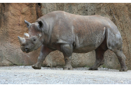 Povestea rinocerului