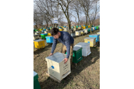 Un ieșean a investit 40.000 de euro în „albina din Carpaţi”