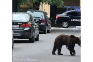 Un urs care a căzut de la etajul unu al parcării unui mall din Brașov a fost eutanasiat