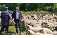  România asigură peste 20% din consumul din Uniunea Europeană la carnea de oaie