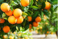 Seceta a afectat dramatic plantațiile de portocali din Brazilia. Cea mai slabă recoltă din ultimii 36 de ani