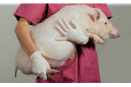 Primul pacient din lume căruia i-a fost transplantat un rinichi de porc a murit - Cât a supraviețuit cu organul modificat genetic