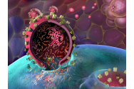 Mitofagia, procesul vital pentru sănătatea celulară
