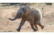 Pui de elefant, salvat dintr-o capcană a braconierilor din Africa de Sud. Cum se simte 