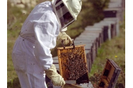 Legea apiculturii a fost modificata. Ce schimbari s-au facut