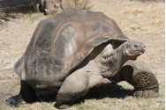 30 de specii de țestoase descoperite în Galapagos