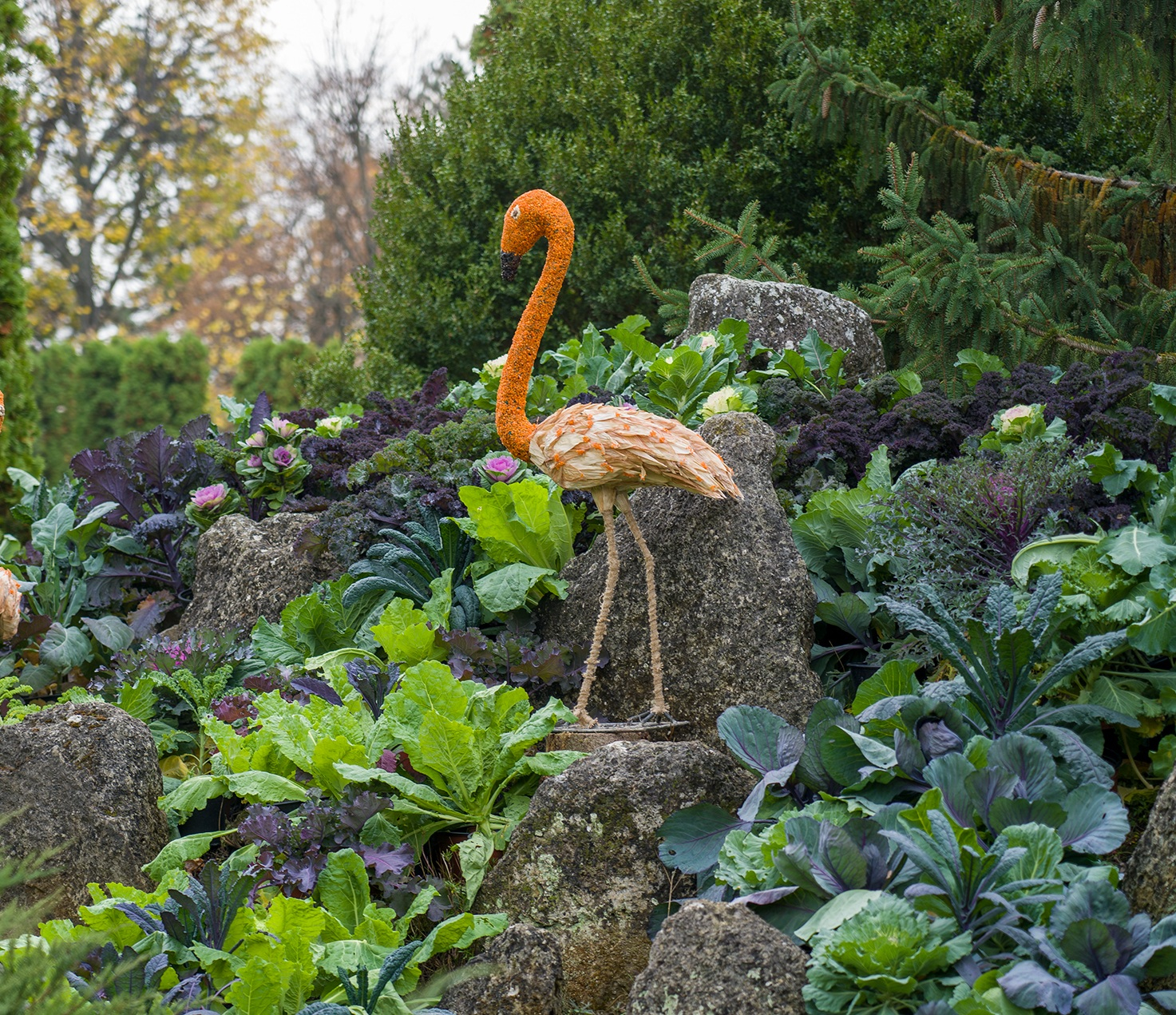 Explozie cromatică în expoziția „Flori de Toamnă”, de la Grădina Botanică Iași