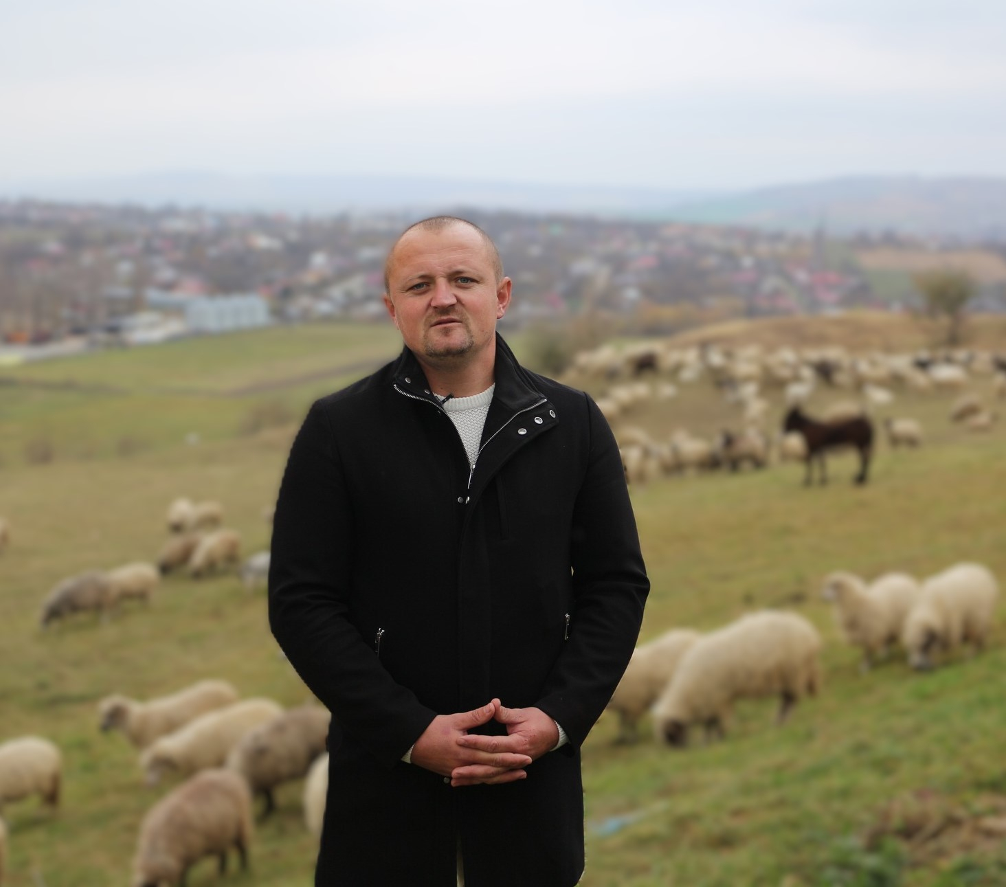 Un fermier din Țibănești rescrie regulile zootehniei -- de la turme de oi la vaci de lapte și networking universitar la Iași