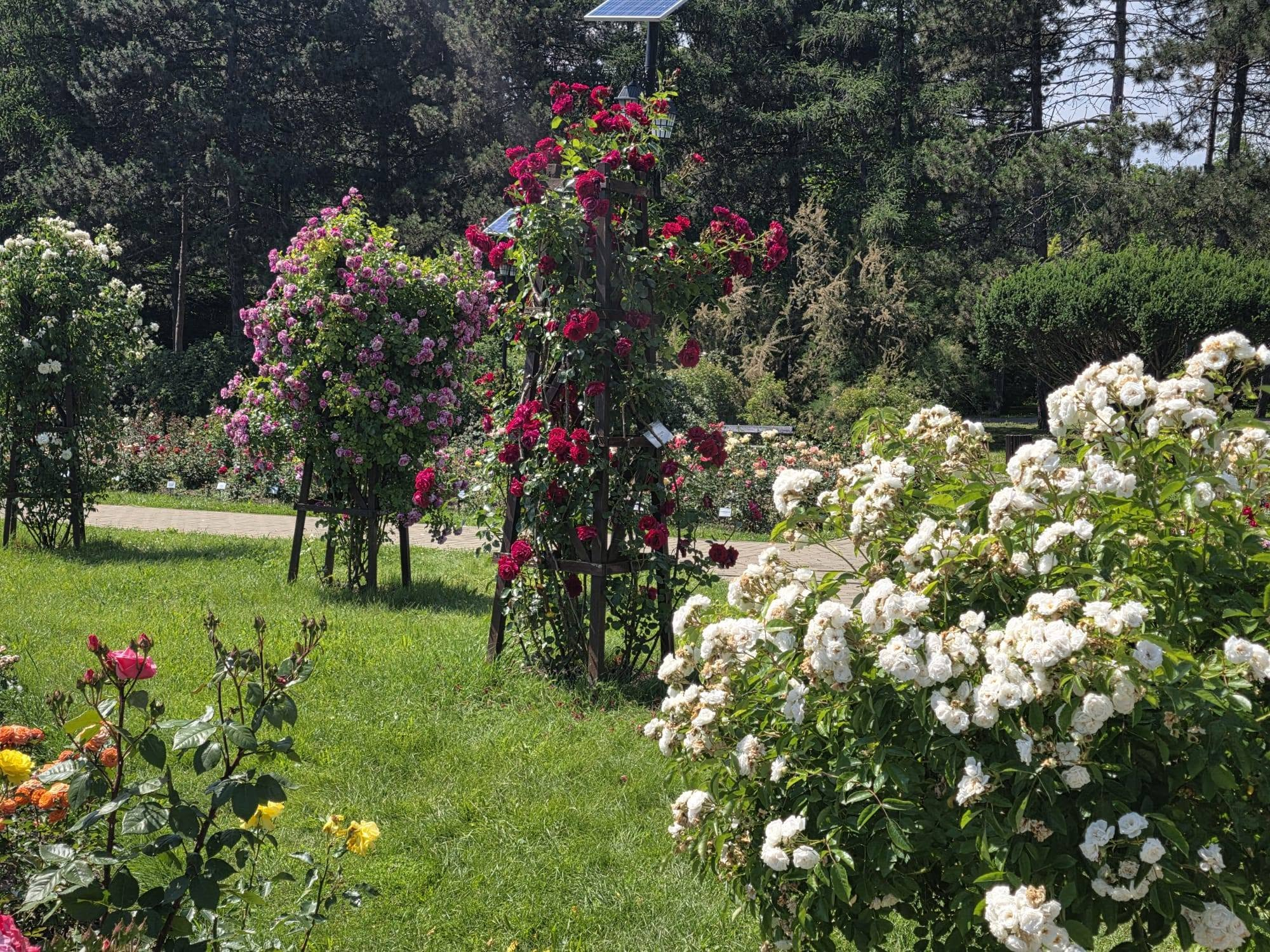 Cu sute de soiuri, Grădina Botanică are cea mai mare colecție de trandafiri din țară