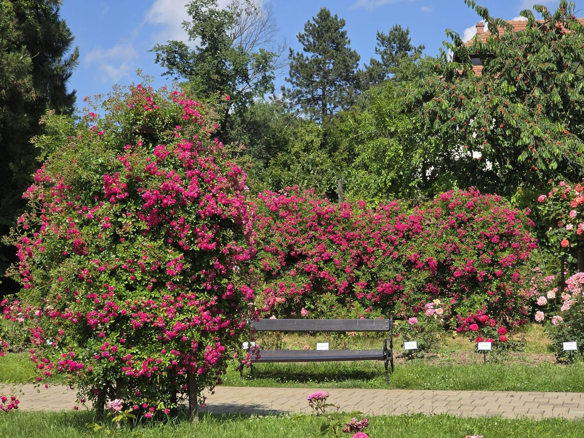 Cu sute de soiuri, Grădina Botanică are cea mai mare colecție de trandafiri din țară