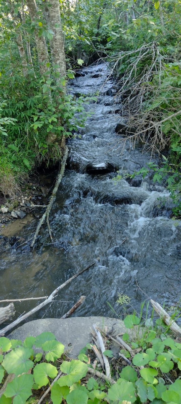 Vând teren în Bucovina 