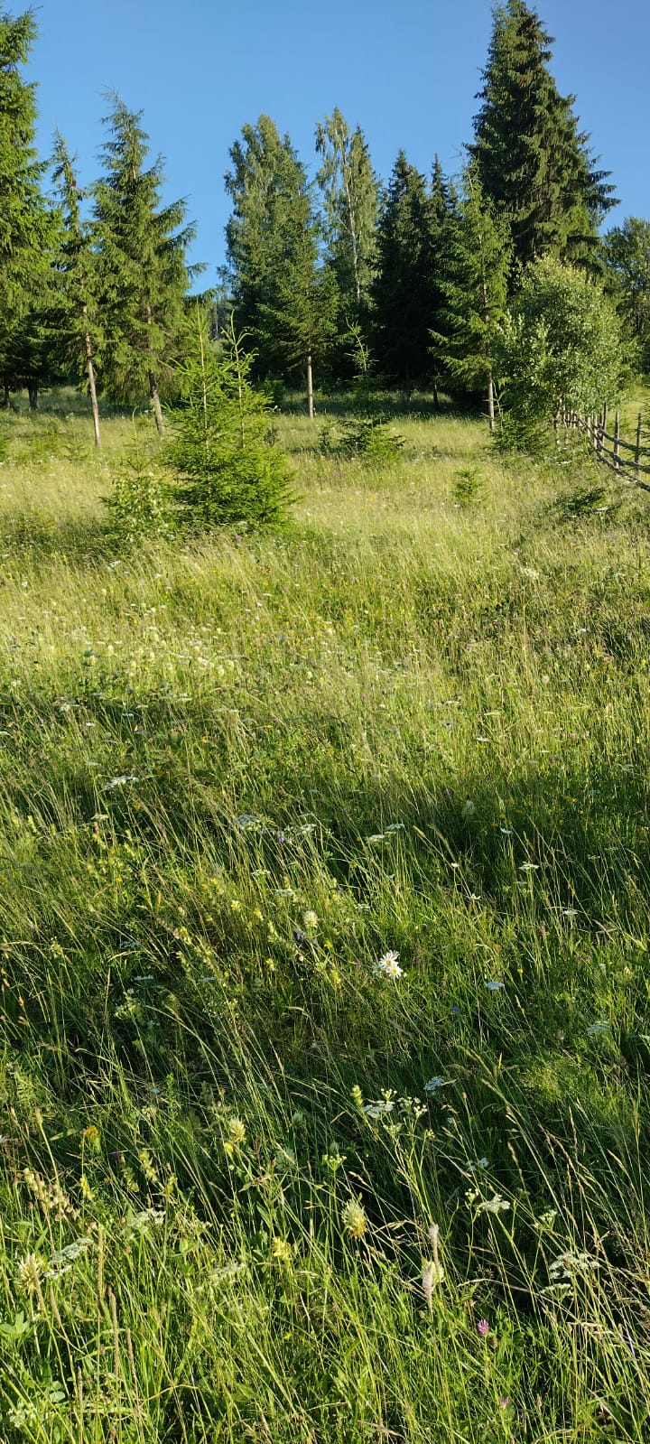 Vând teren în Bucovina 