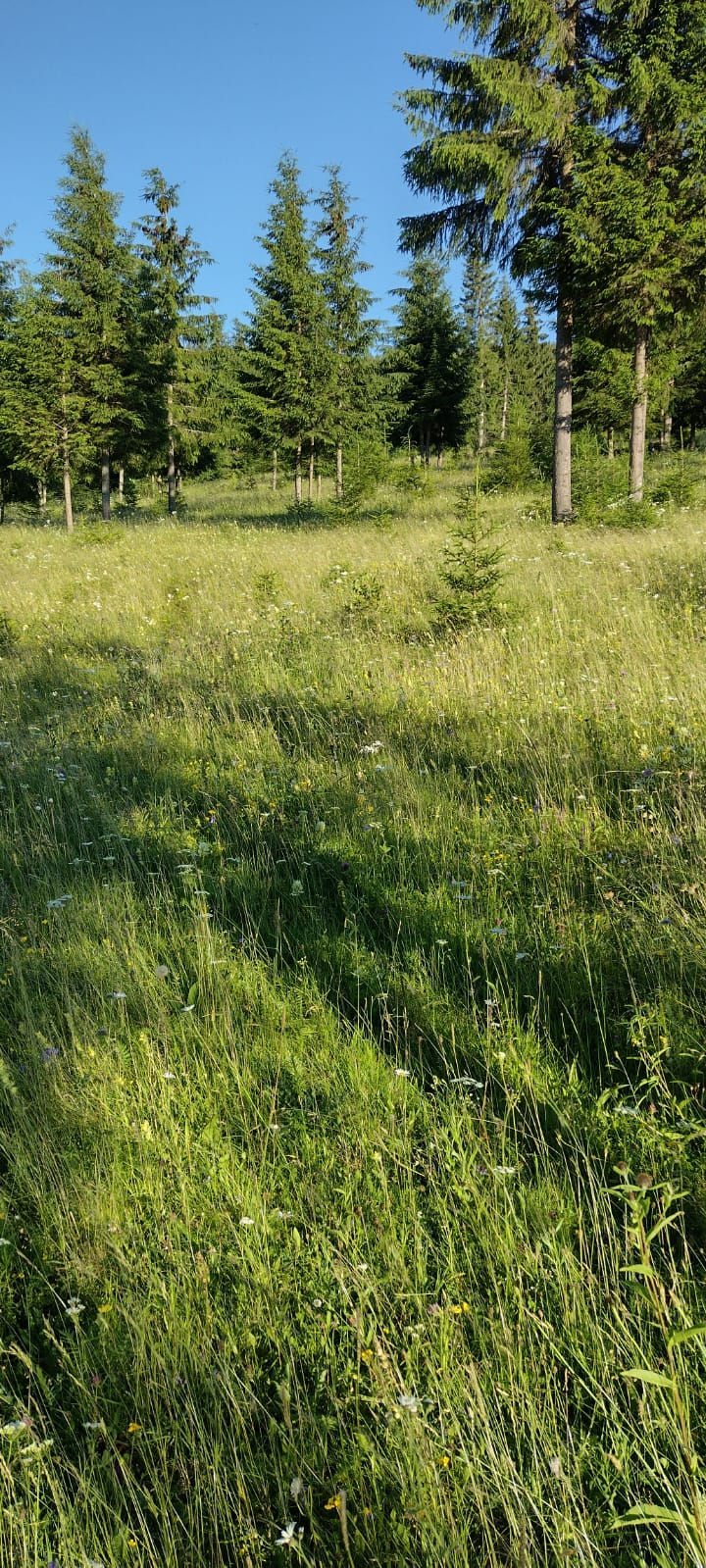 Vând teren în Bucovina 