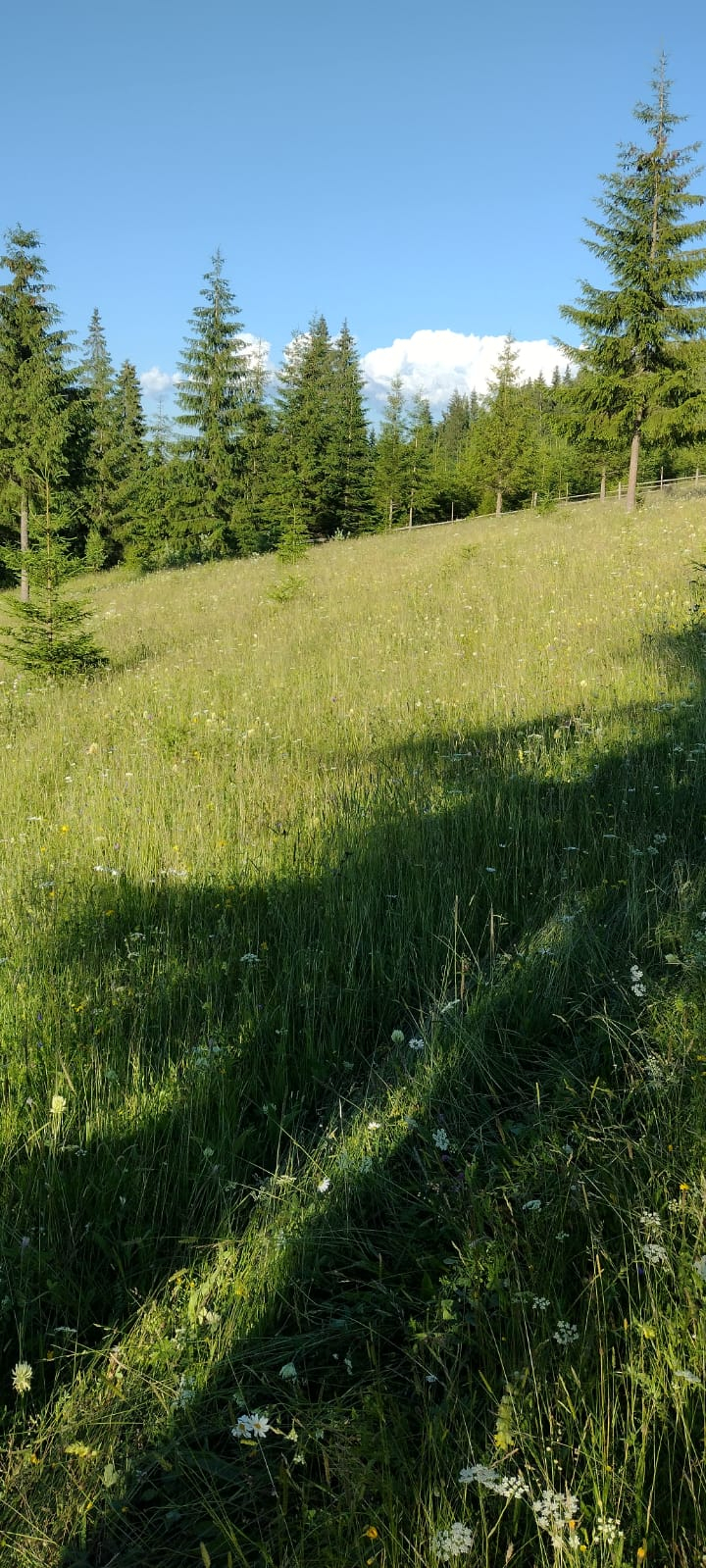Vând teren în Bucovina 