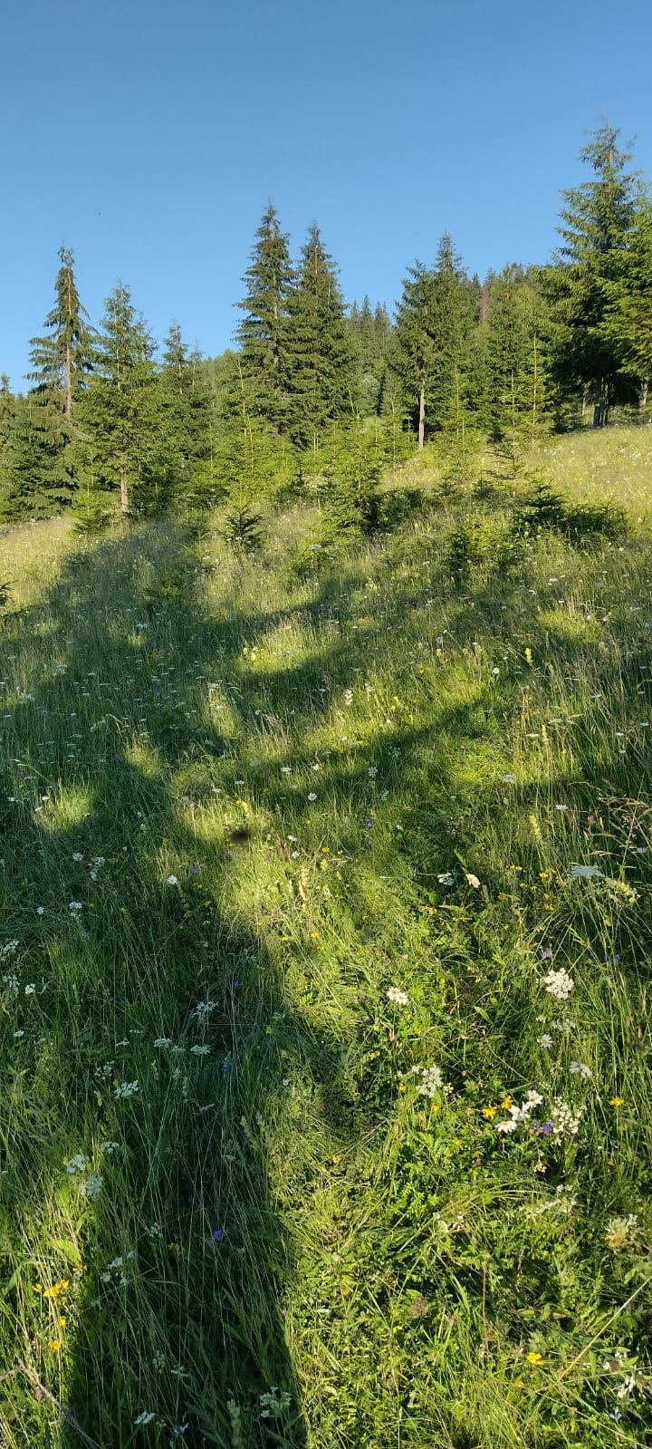 Vând teren în Bucovina Șaru Dornei 