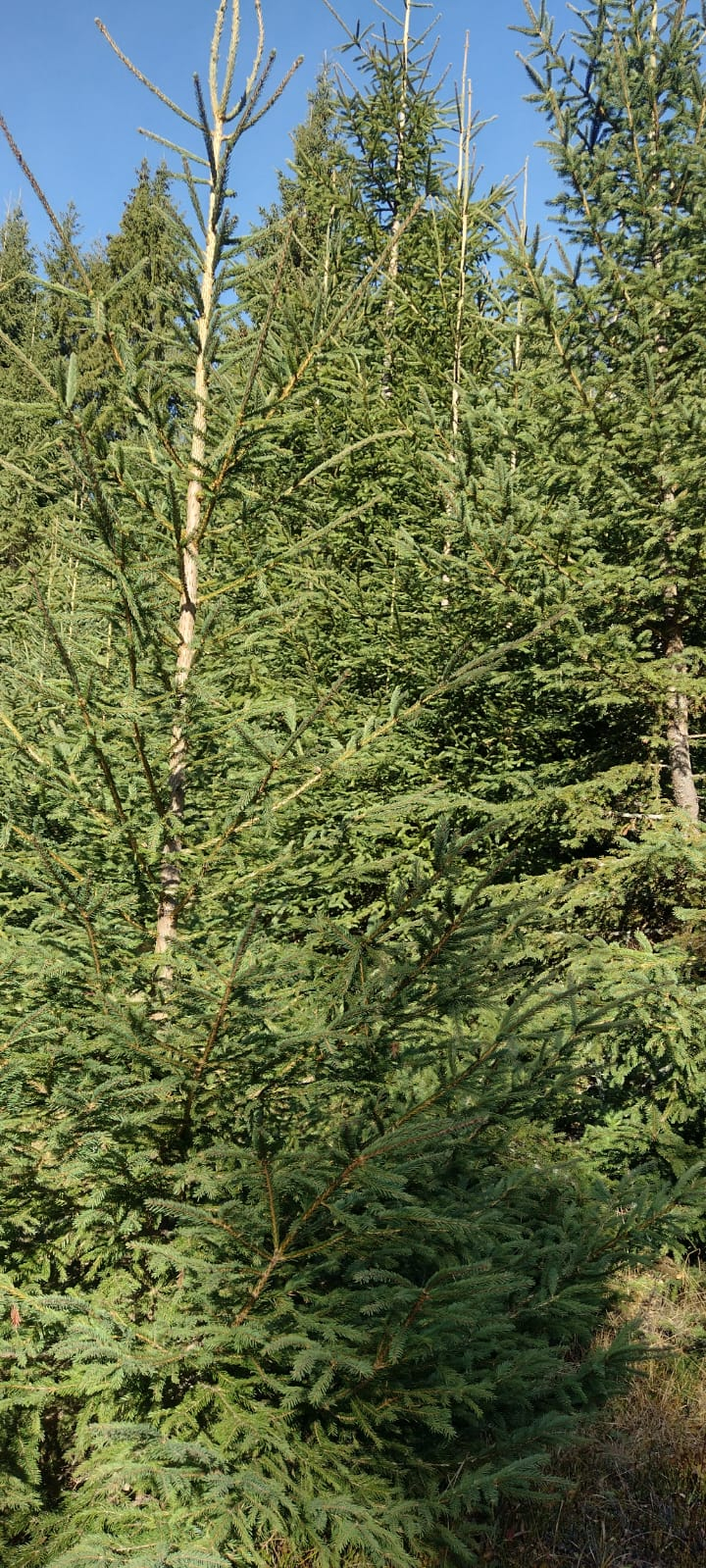 Vând teren pășune plus pădure 