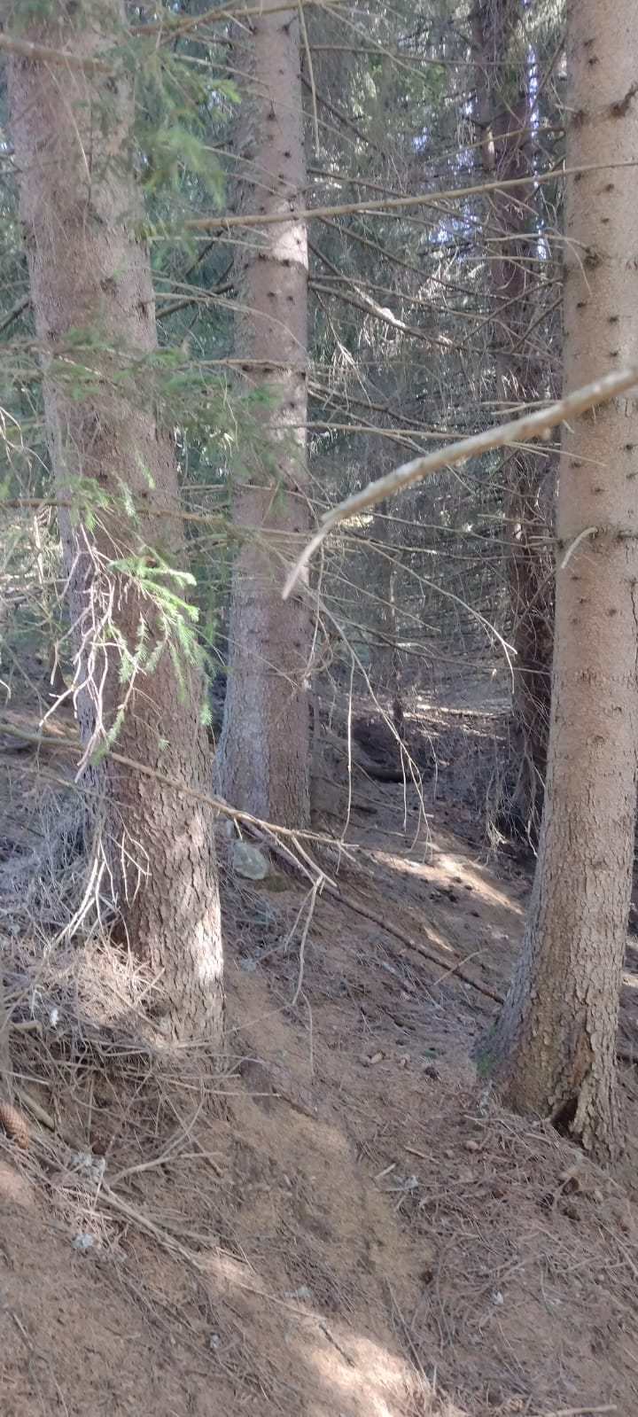 Vând teren pășune plus pădure 