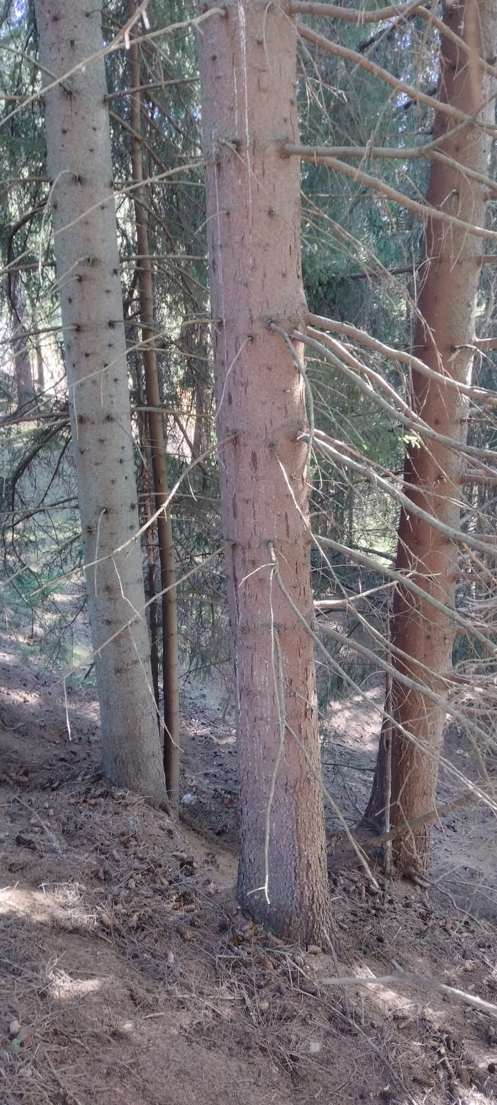 Vând teren pășune plus pădure 