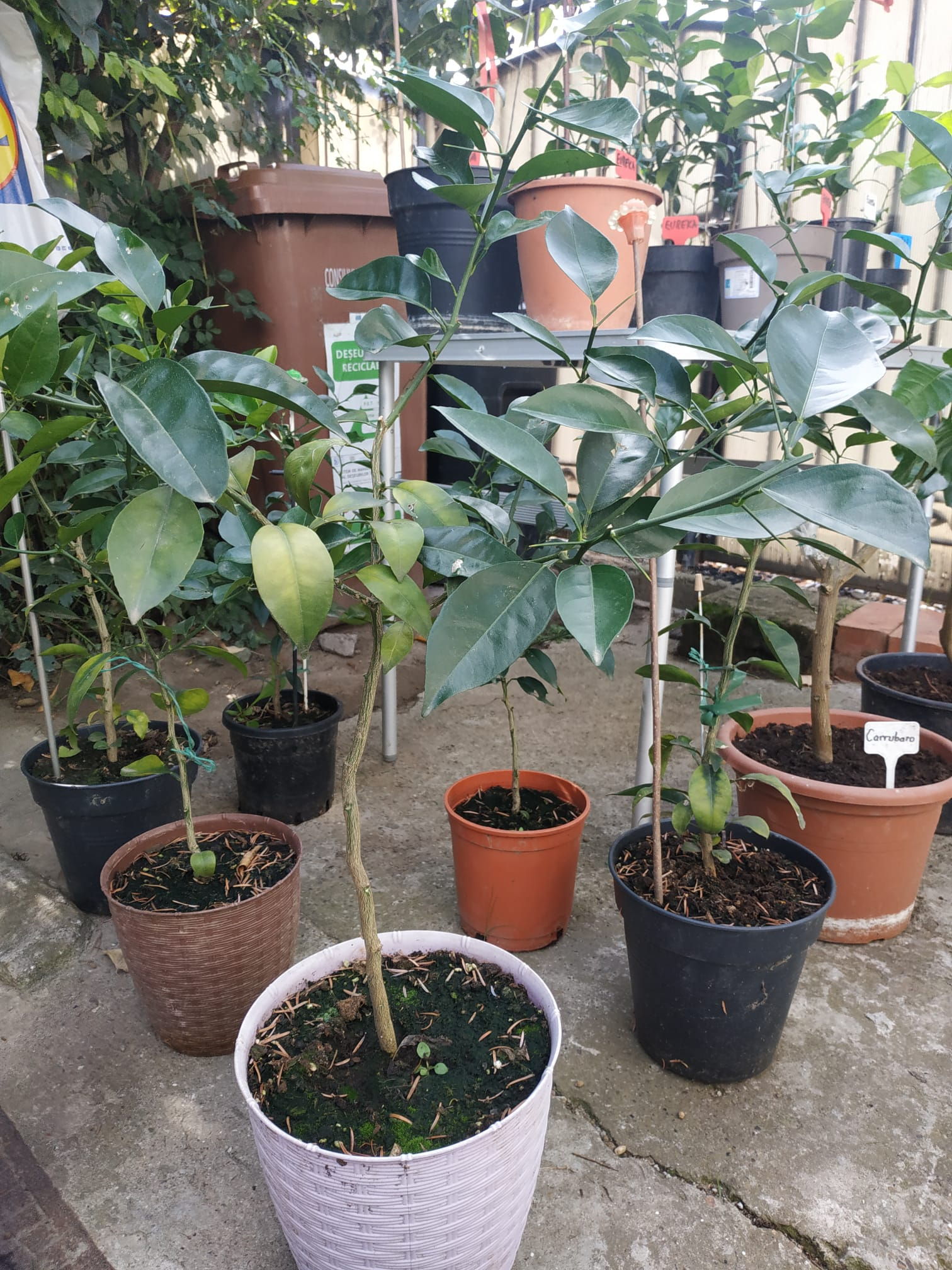 Lamai de vanzare, diferite soiuri