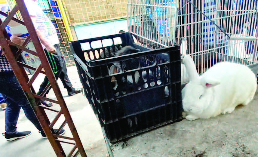 Târgul de animale din Dacia, aproape o grădină zoologică