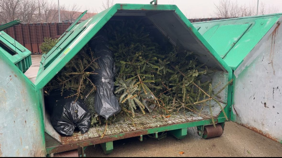 Brazii de Crăciun din Iași, colectați separat pentru reciclare. Amenzi pentru cei care nu respectă regulile
