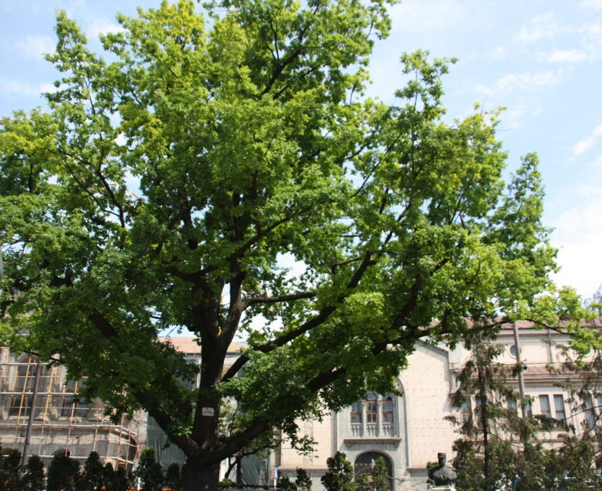 Iașul a pierdut șase arbori monument!