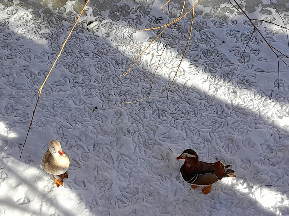 GALERIE FOTO - Animăluțele-vedetă de la Mănăstirea Hadâmbu