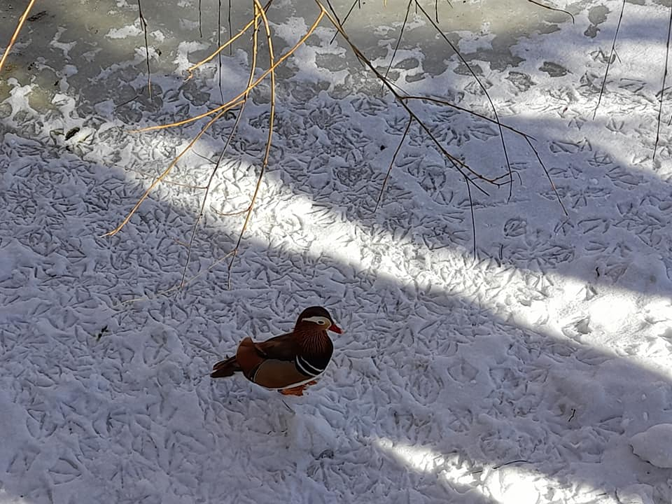 GALERIE FOTO - Animăluțele-vedetă de la Mănăstirea Hadâmbu