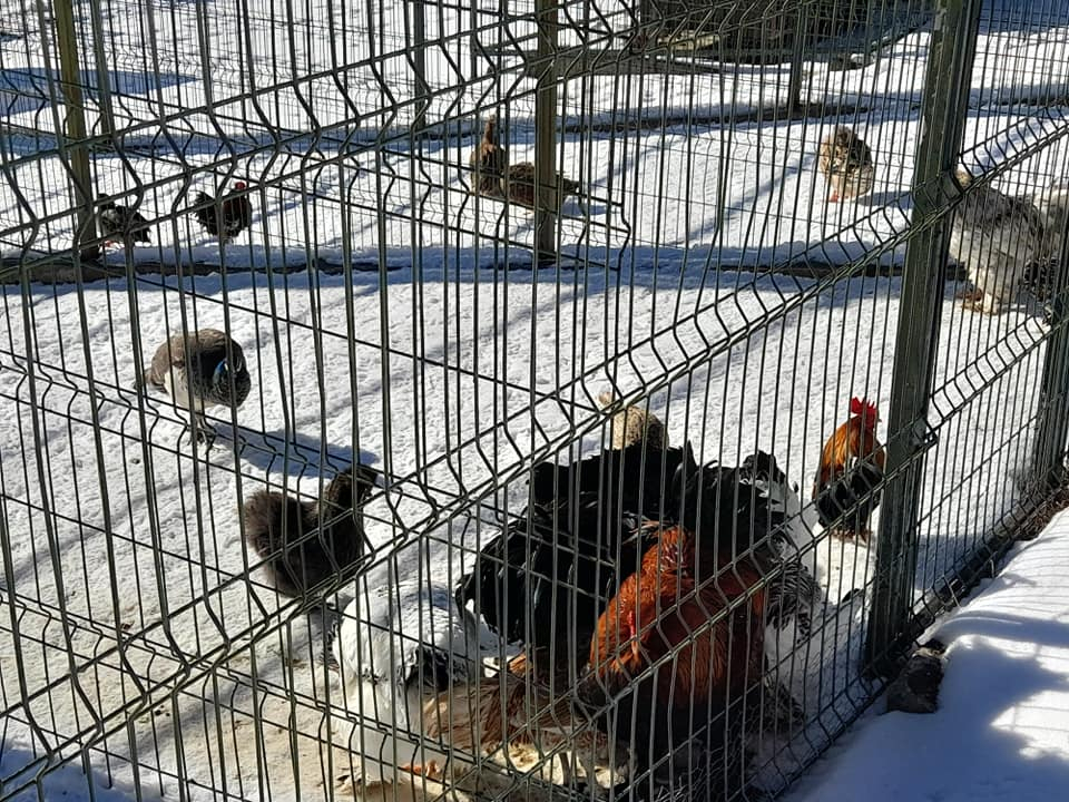GALERIE FOTO - Animăluțele-vedetă de la Mănăstirea Hadâmbu