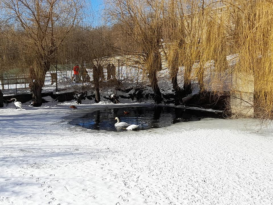 GALERIE FOTO - Animăluțele-vedetă de la Mănăstirea Hadâmbu