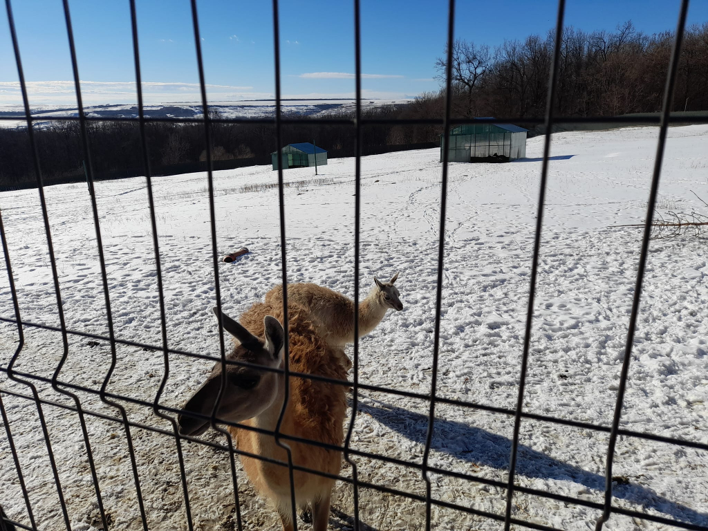 GALERIE FOTO - Animăluțele-vedetă de la Mănăstirea Hadâmbu