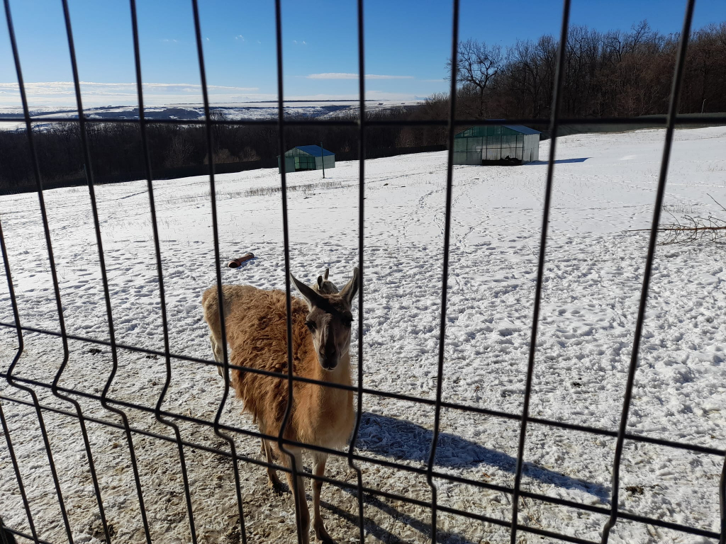 GALERIE FOTO - Animăluțele-vedetă de la Mănăstirea Hadâmbu