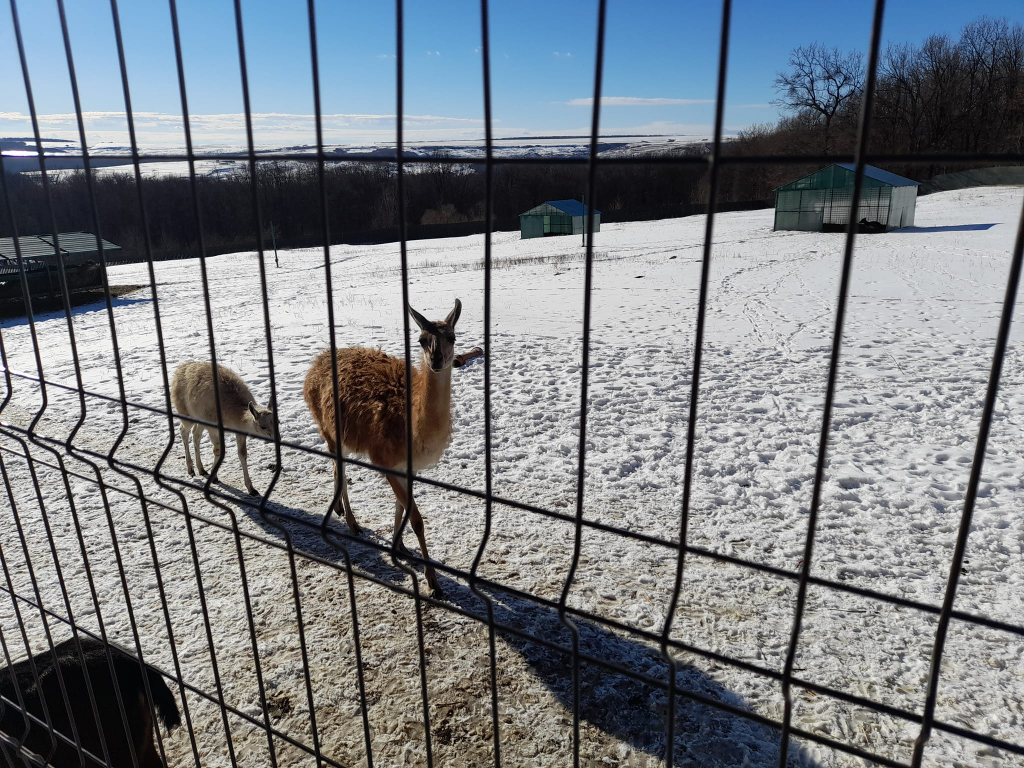 GALERIE FOTO - Animăluțele-vedetă de la Mănăstirea Hadâmbu