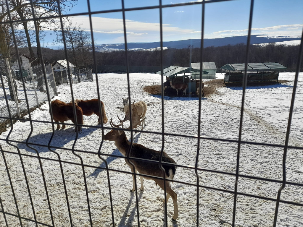 GALERIE FOTO - Animăluțele-vedetă de la Mănăstirea Hadâmbu