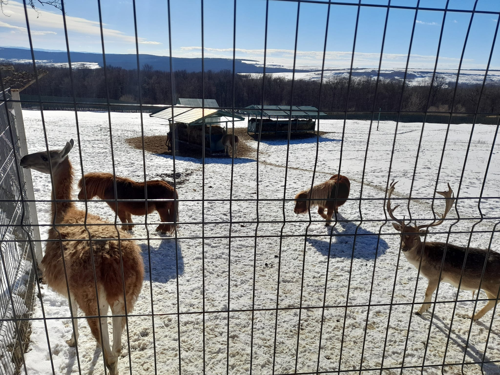 GALERIE FOTO - Animăluțele-vedetă de la Mănăstirea Hadâmbu